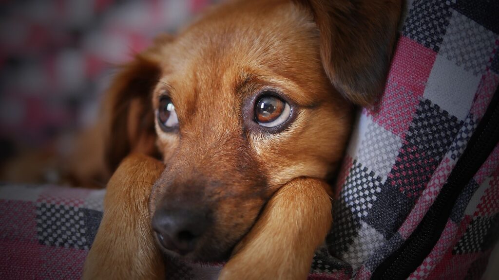 Brown Puppy resting with head on paws