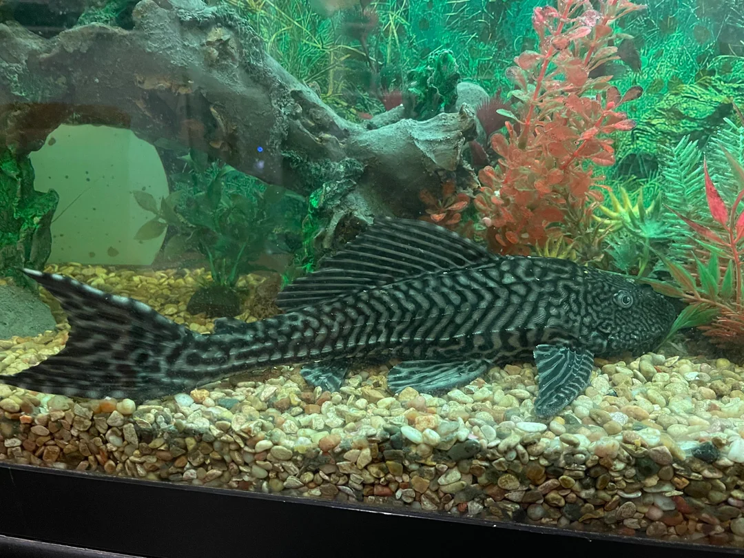 plecostomus