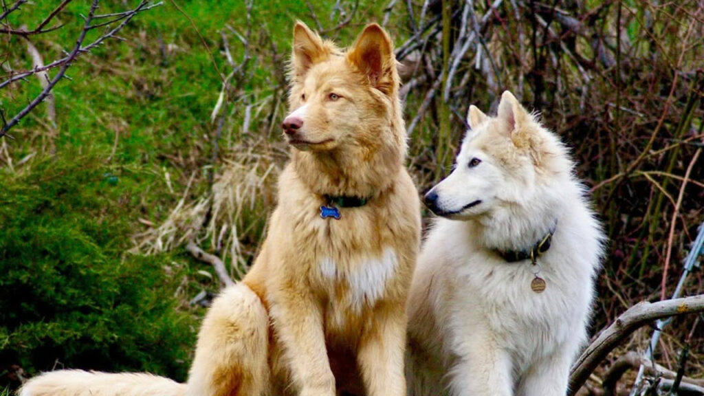 A pair of NAIDs