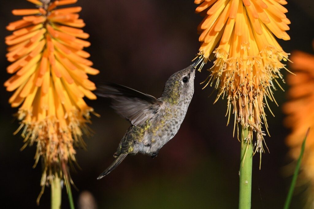 Hummingbird drinking