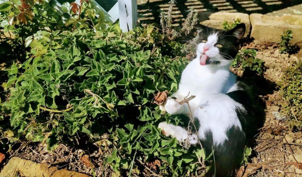 black-and-white cat in garden with tongue out
