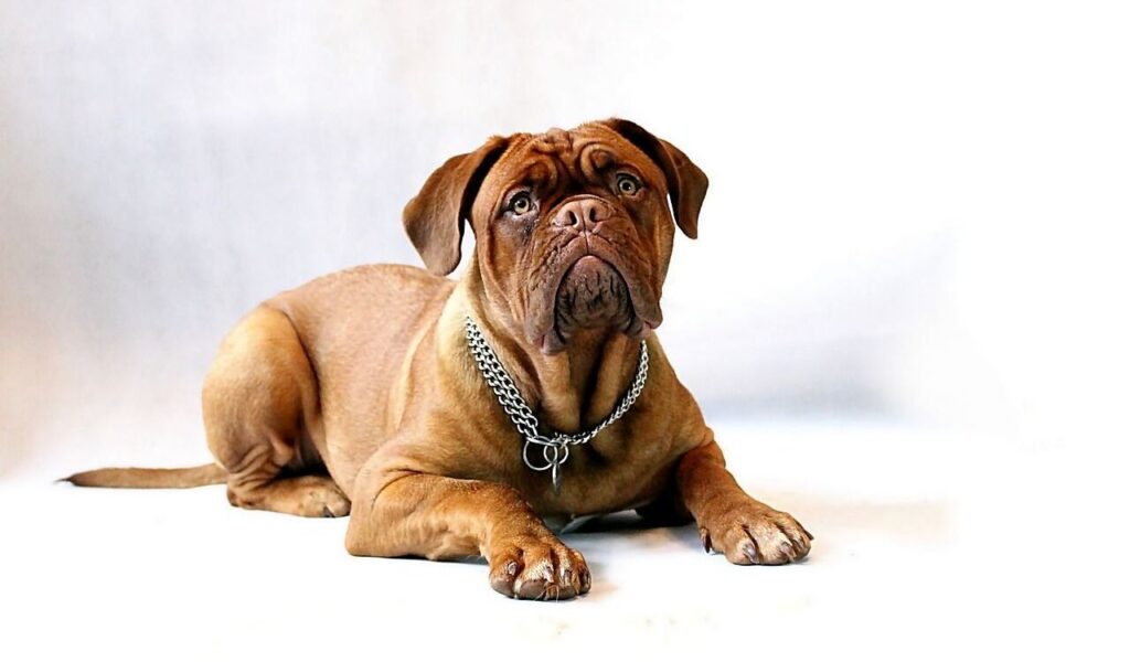mastiff lying on a white background