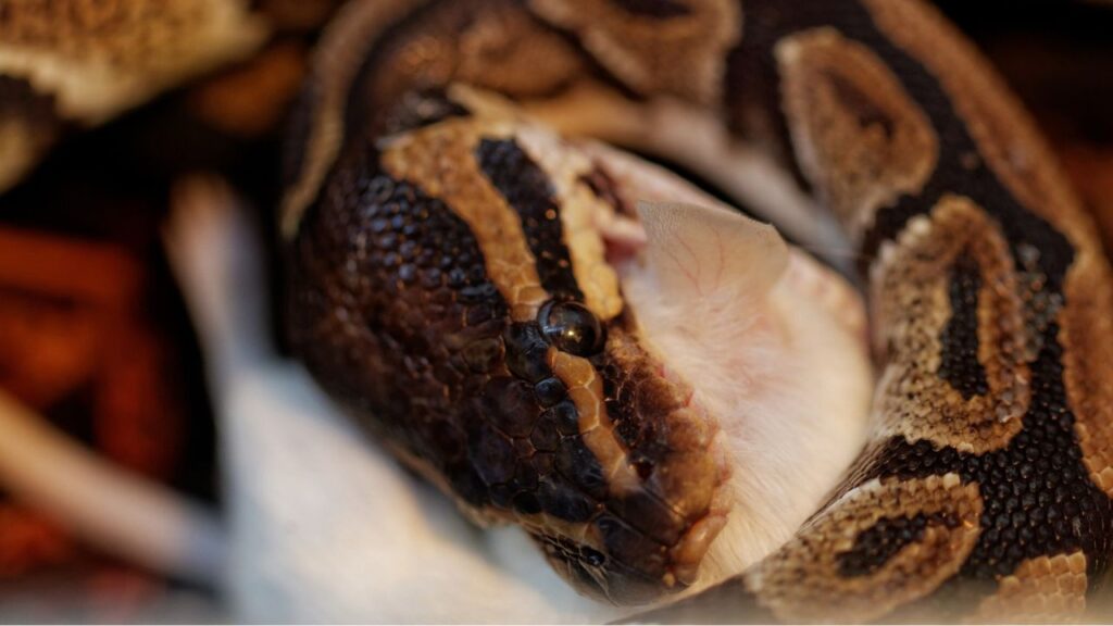 ball python