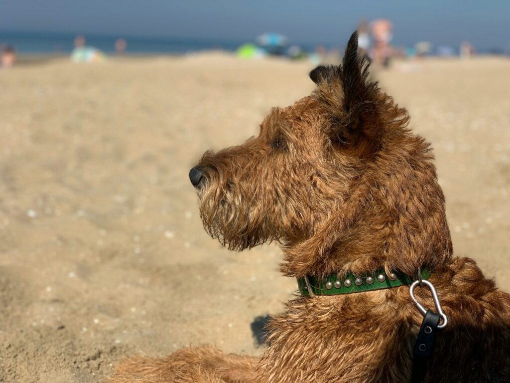Airedale Terrier dog resting on a sandy beach with a green collar