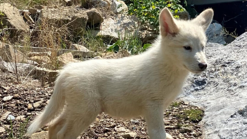 A Golden NAID pup