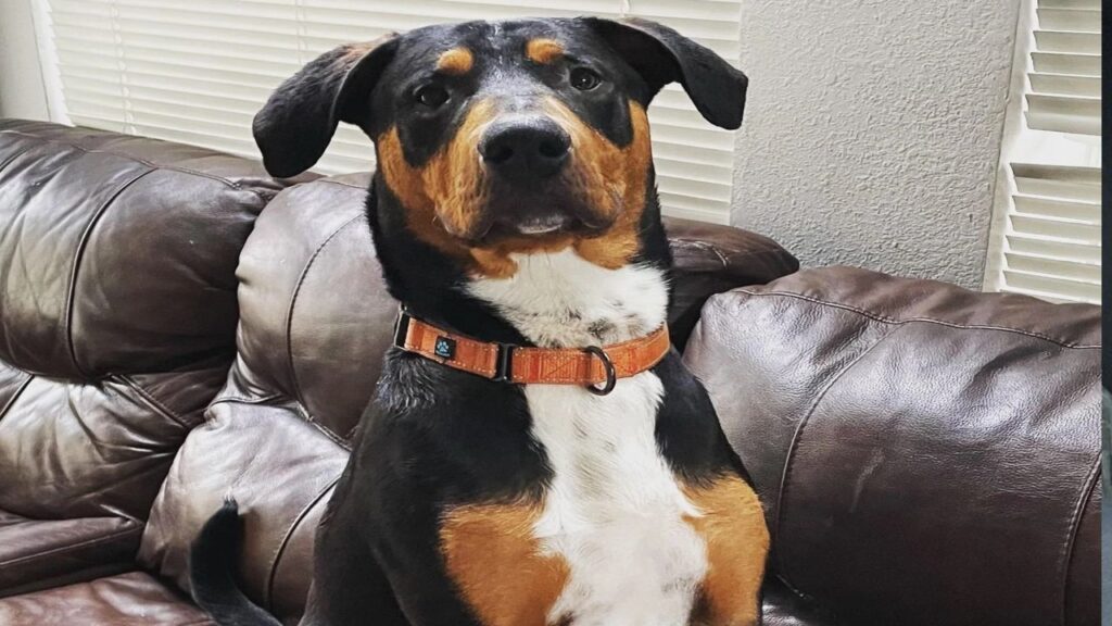 Doberman hybrid