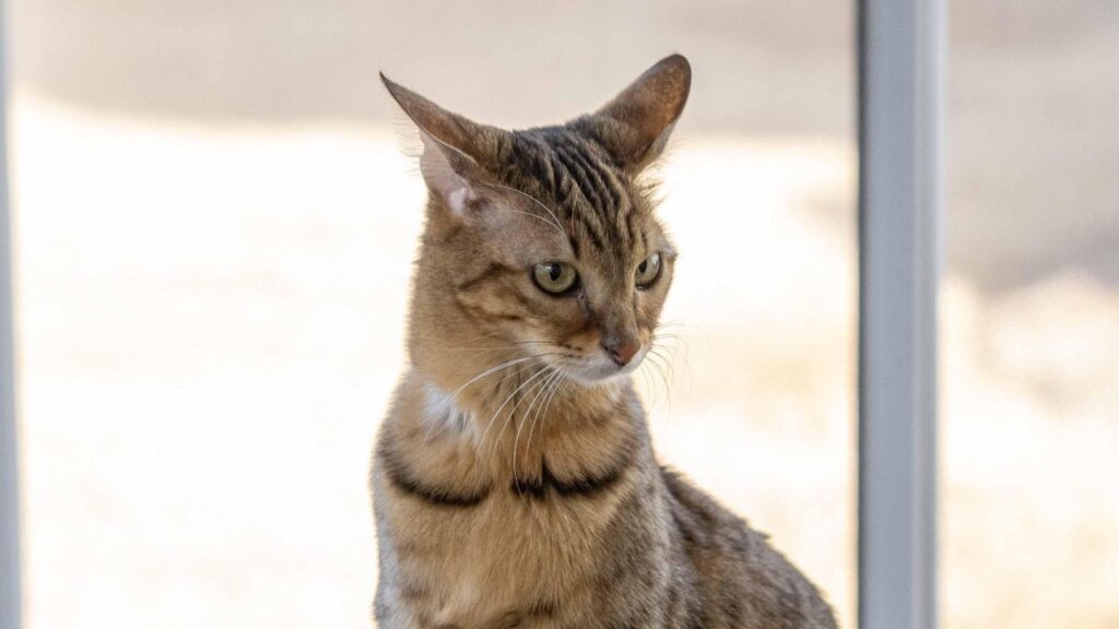 Savannah cat