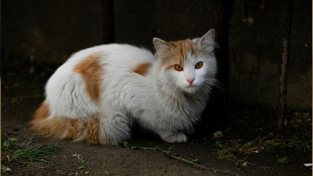Dirty cat