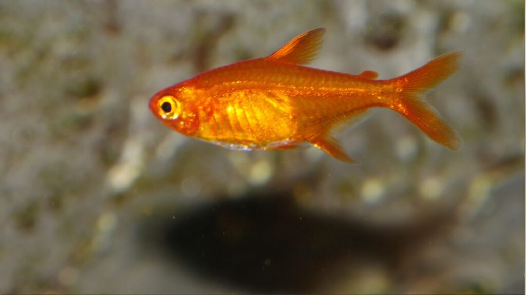 Ember tetra