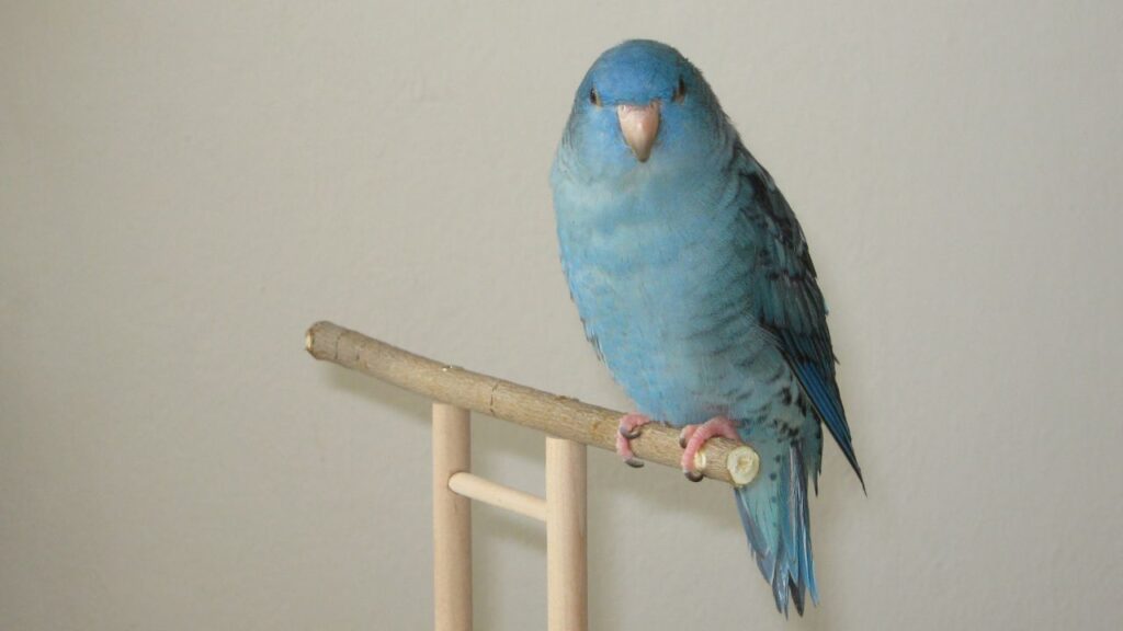 Parakeet