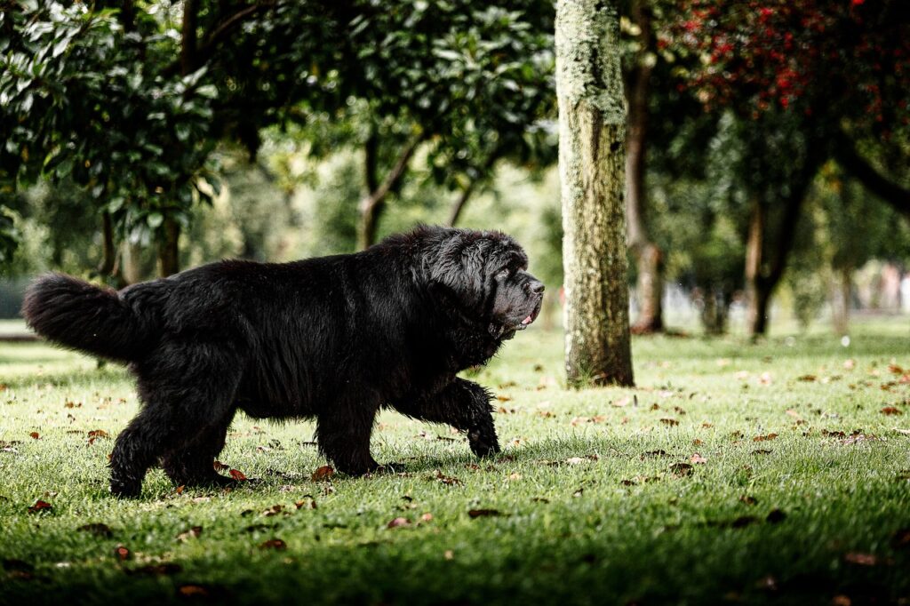 Black Newfoundland dog walking in the park.