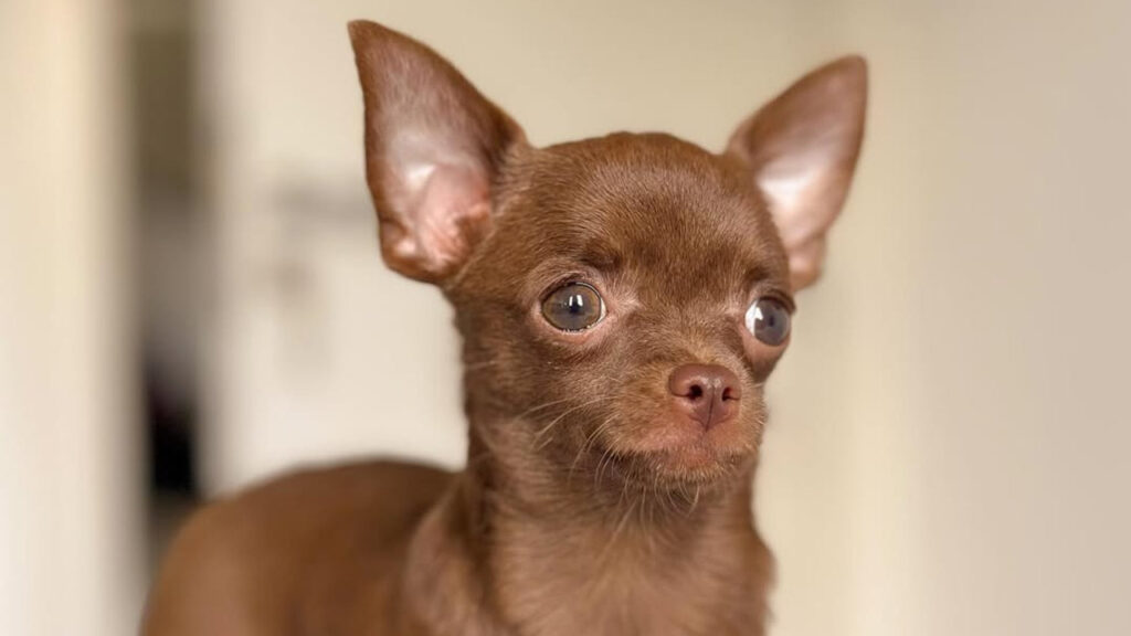 A Teacup Chihuahua