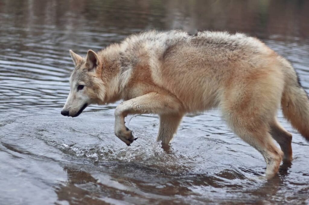 NAID on water