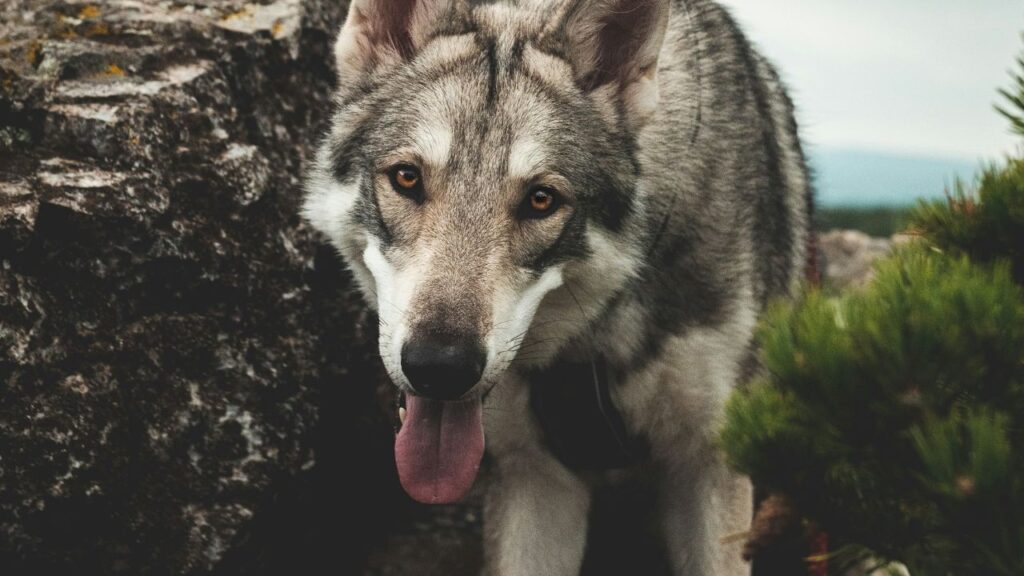 Wolfdog