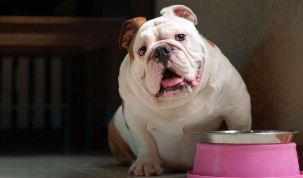 bulldog near pink bowl