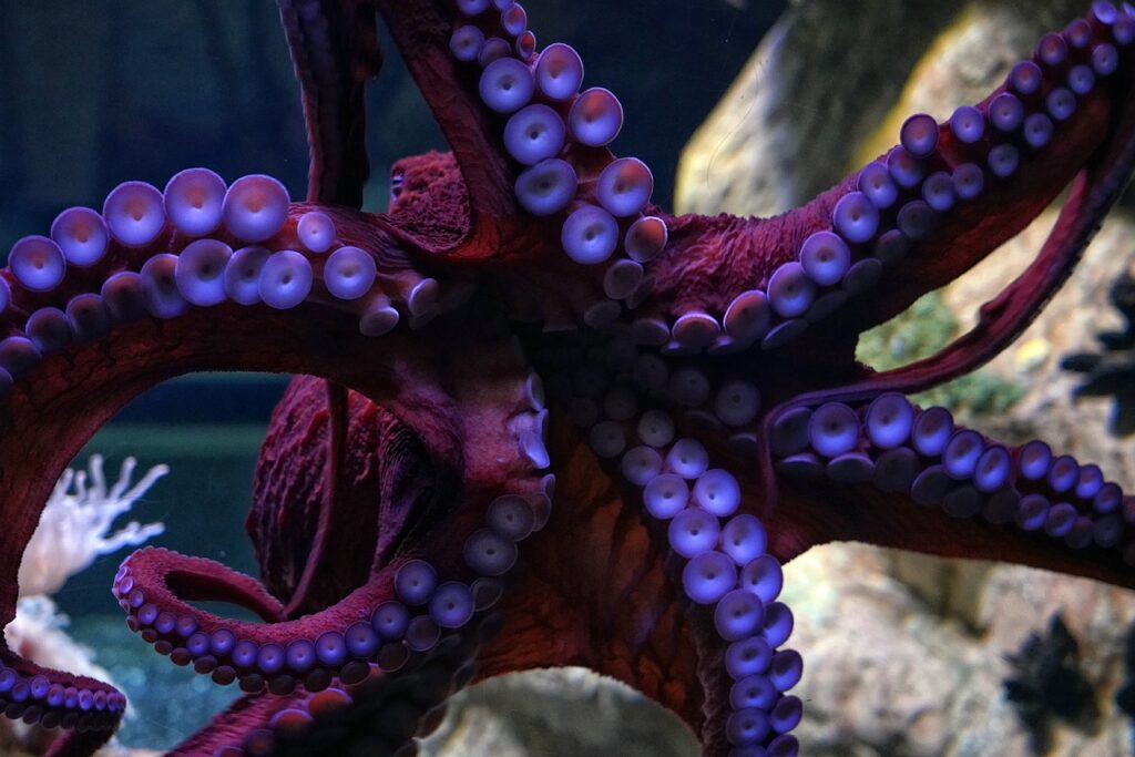 Octopus