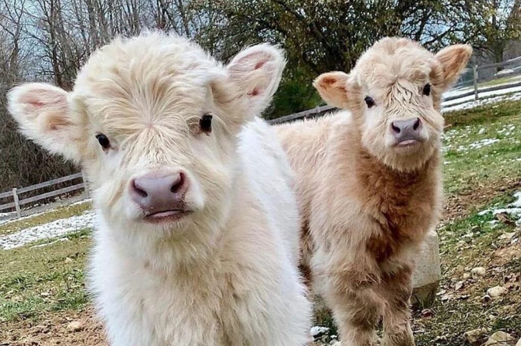 Two Miniature cow