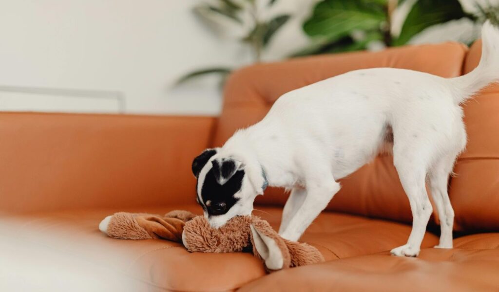 Jack Russell with stuffed toy