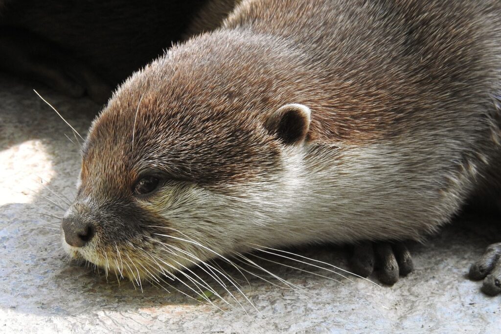 Lying Otter