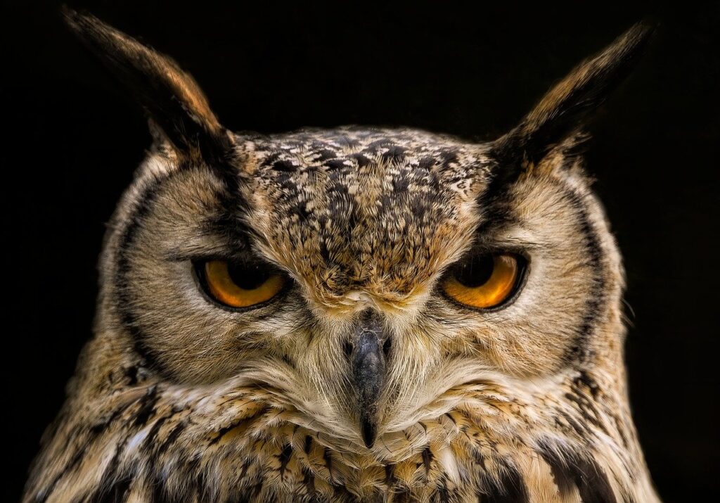 Great Horned Owl