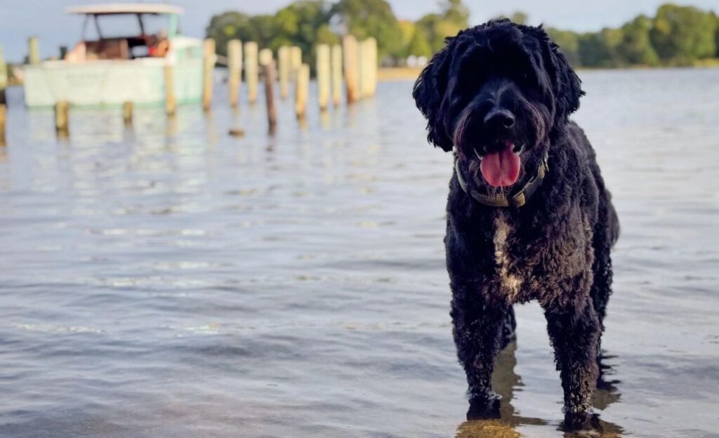 Portuguese Water Dog standing in shallow water near a dock