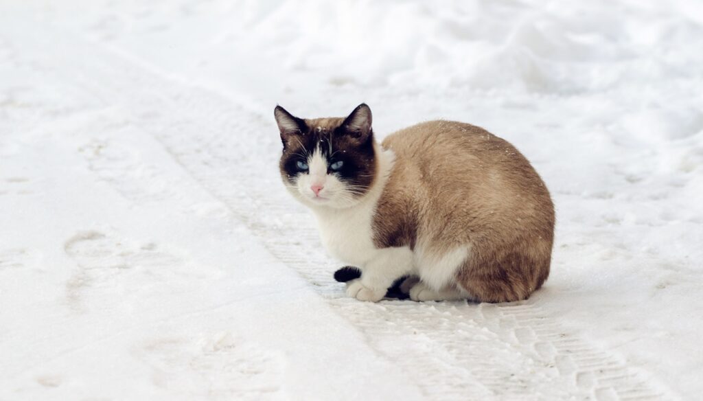 Cat in snow
