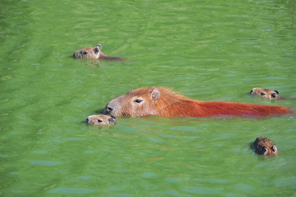 Capybara with its young ones