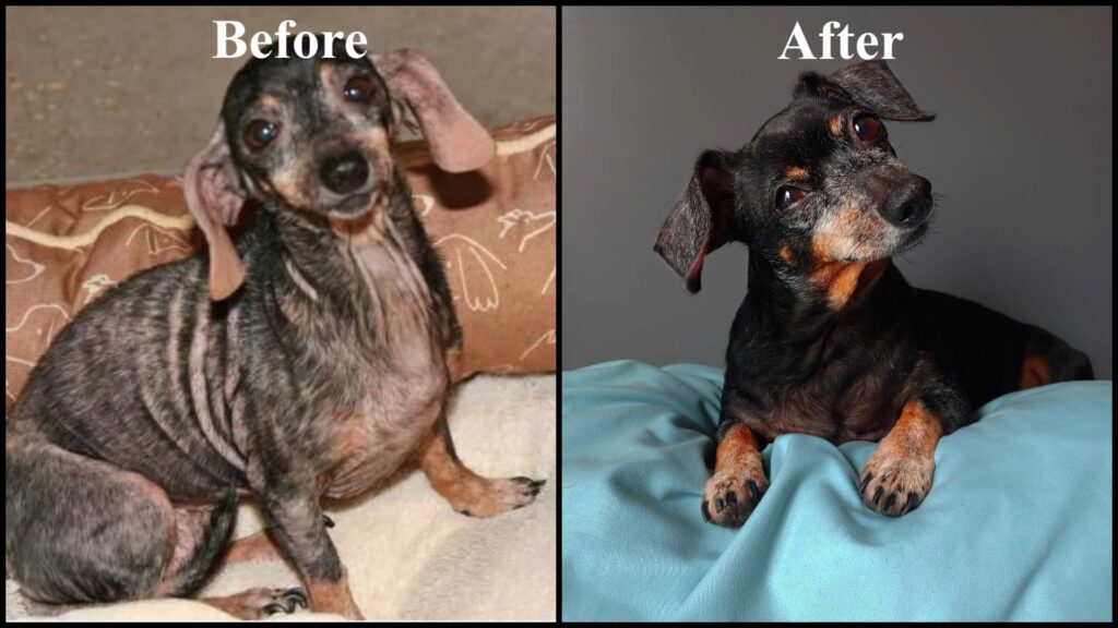 Marmalade's transformation