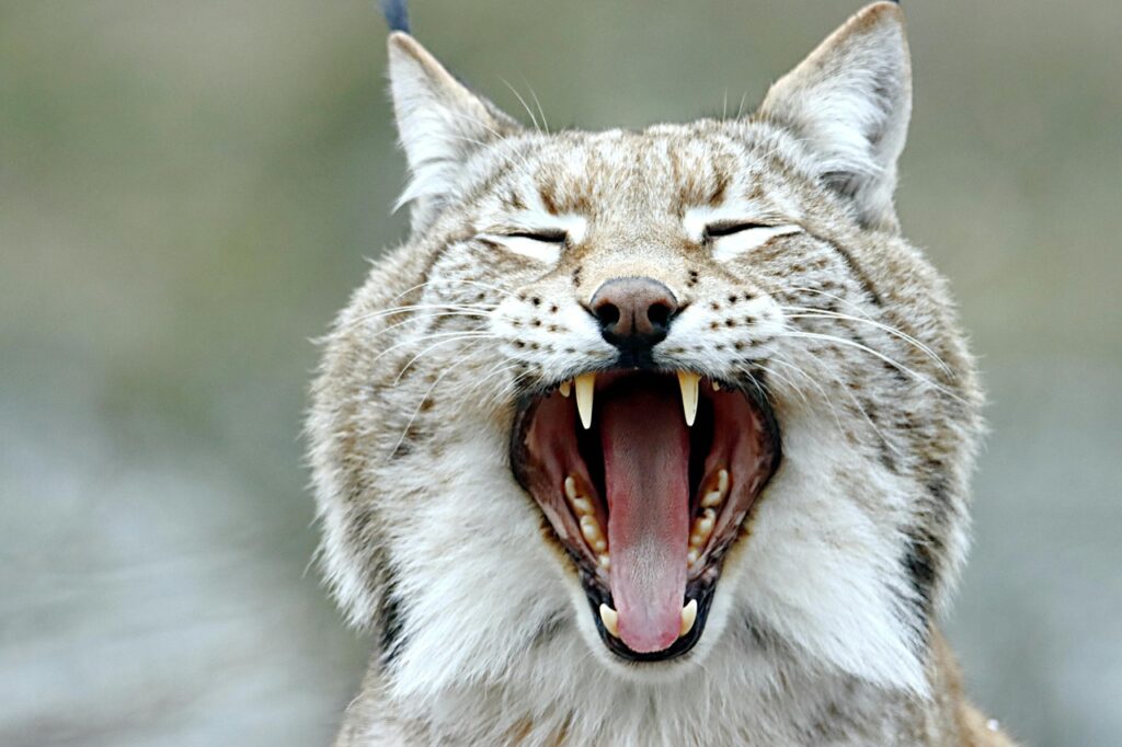 Bobcat yawning