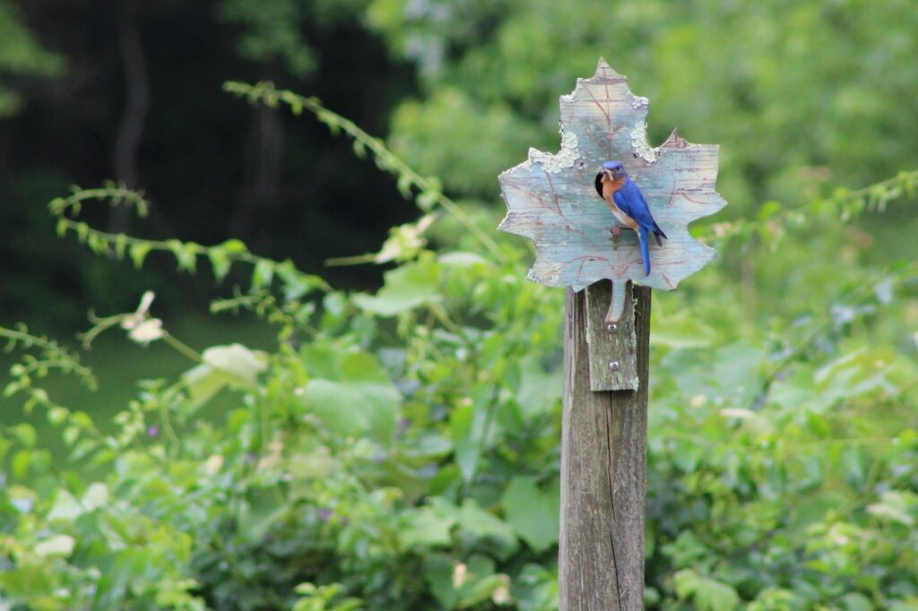 Bluebird in the backyard