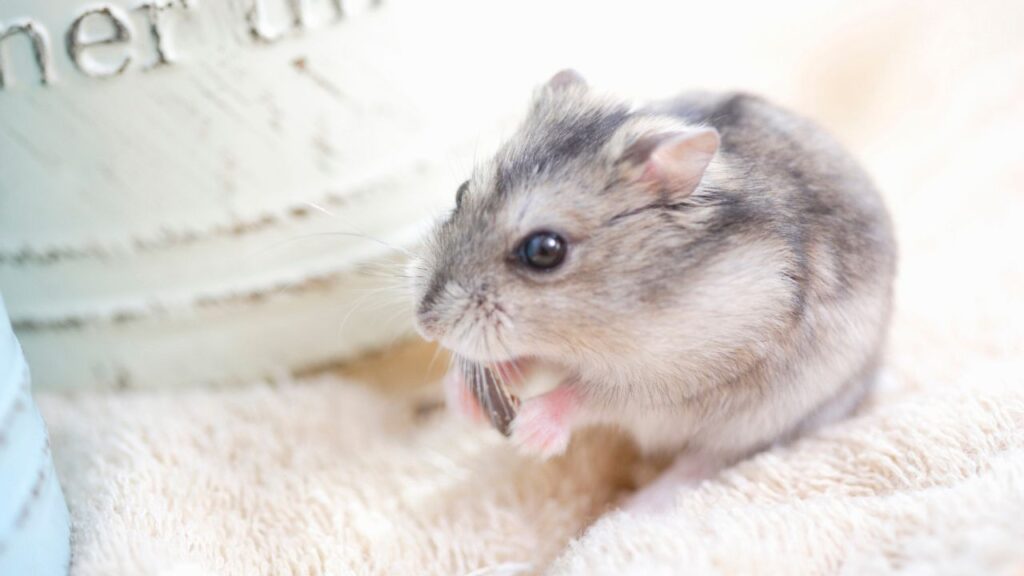 Winter White Dwarf Hamster