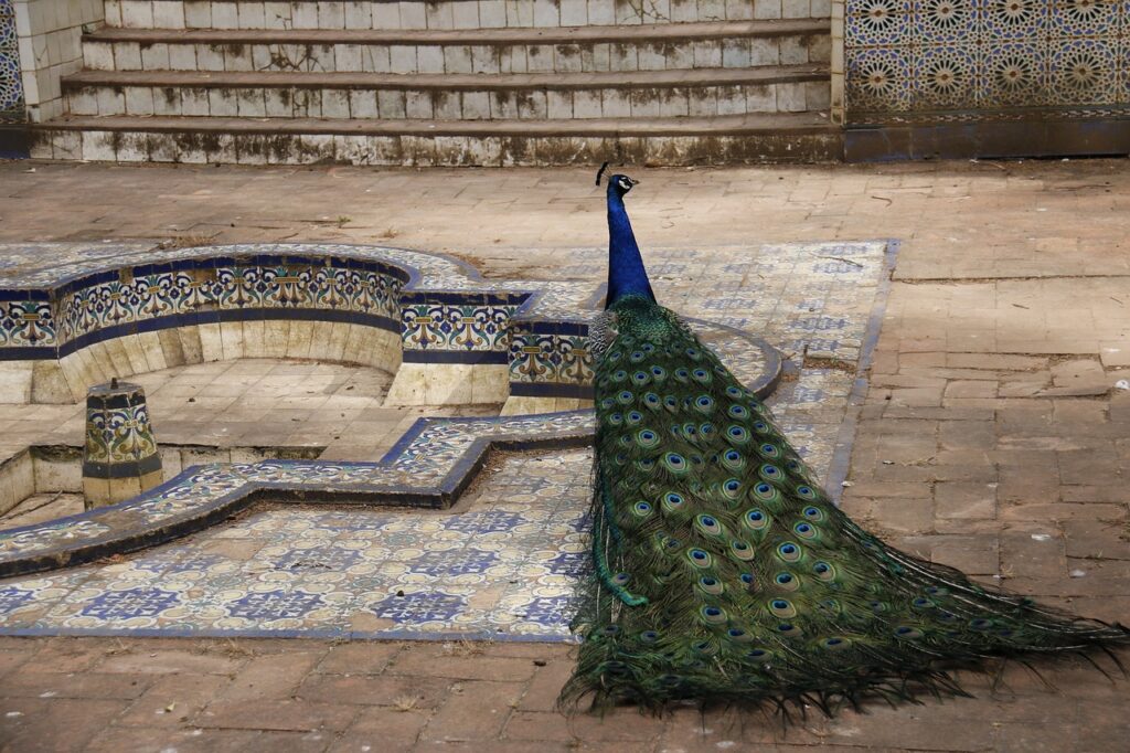 Peacock