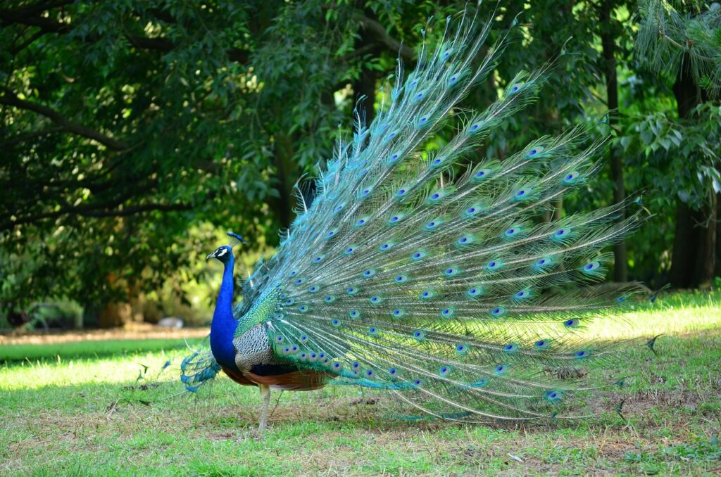 Male peacock