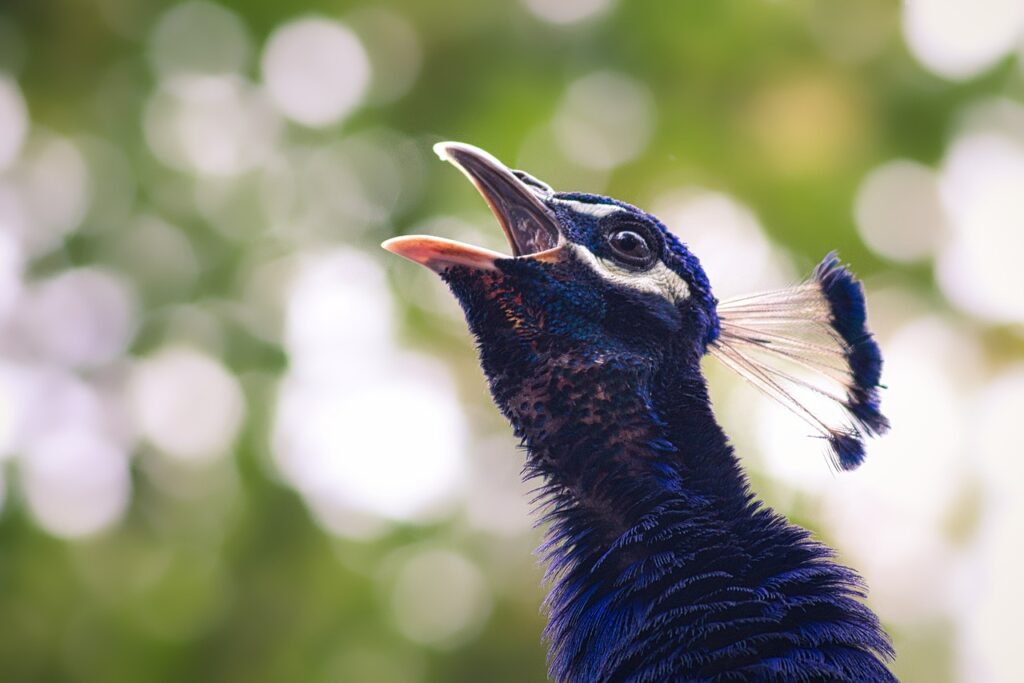Peacock