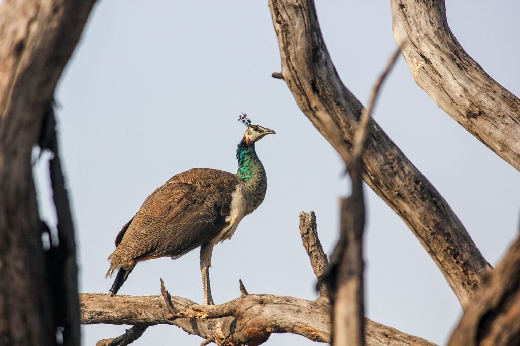 Peahen