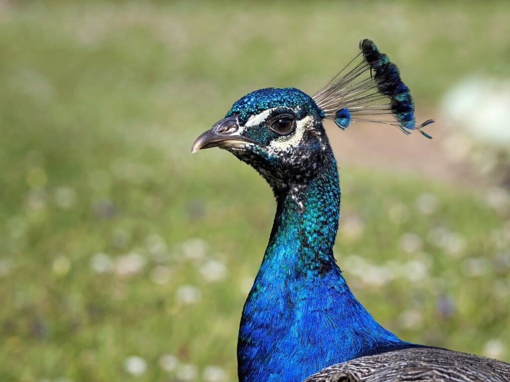 Peacock staring
