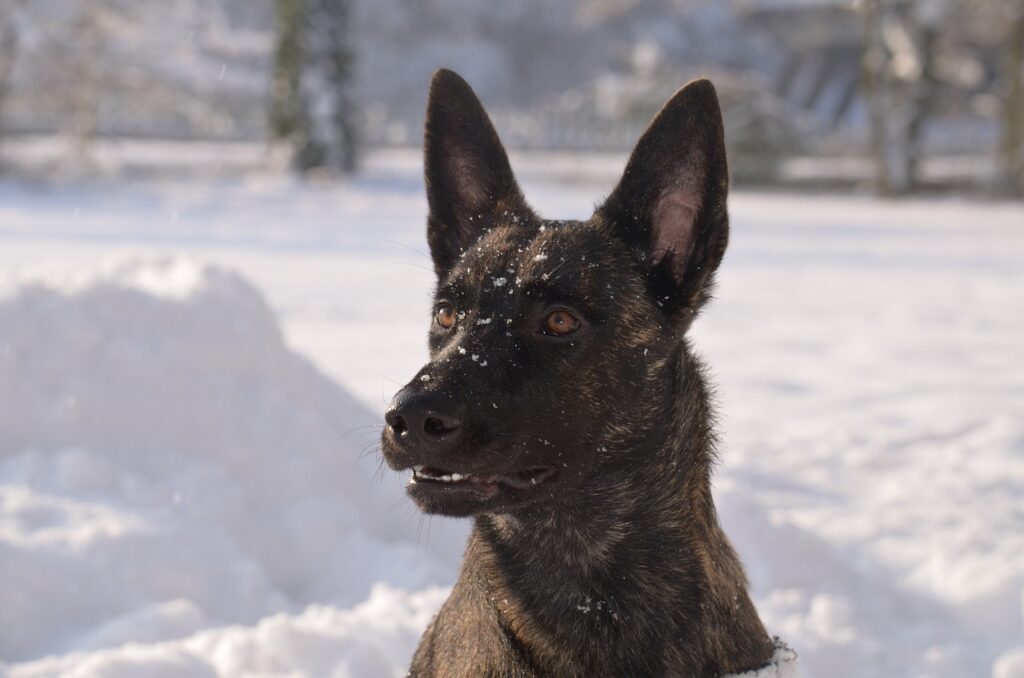 Dutch Shepherd with snow-covered face outdoors