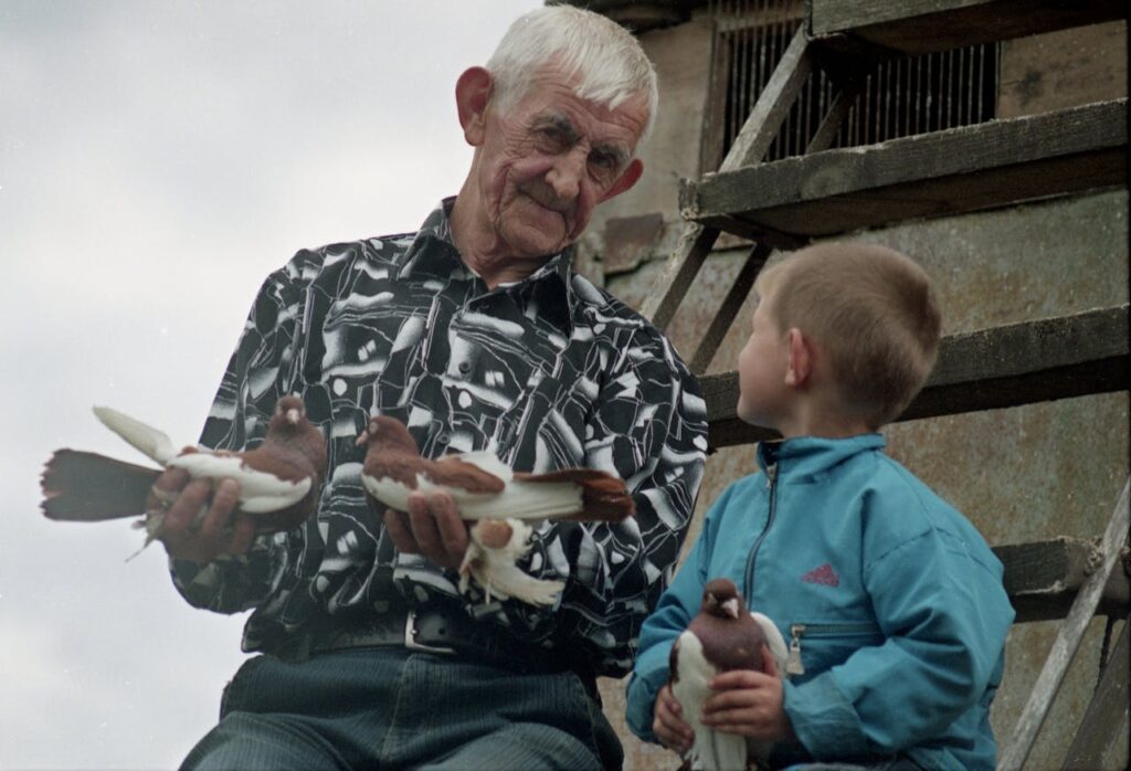 Elderly man holding Fancy Pigeons gently