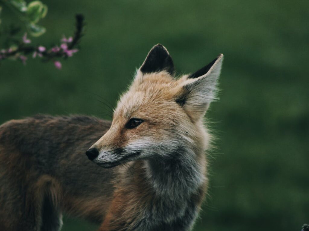 red fox