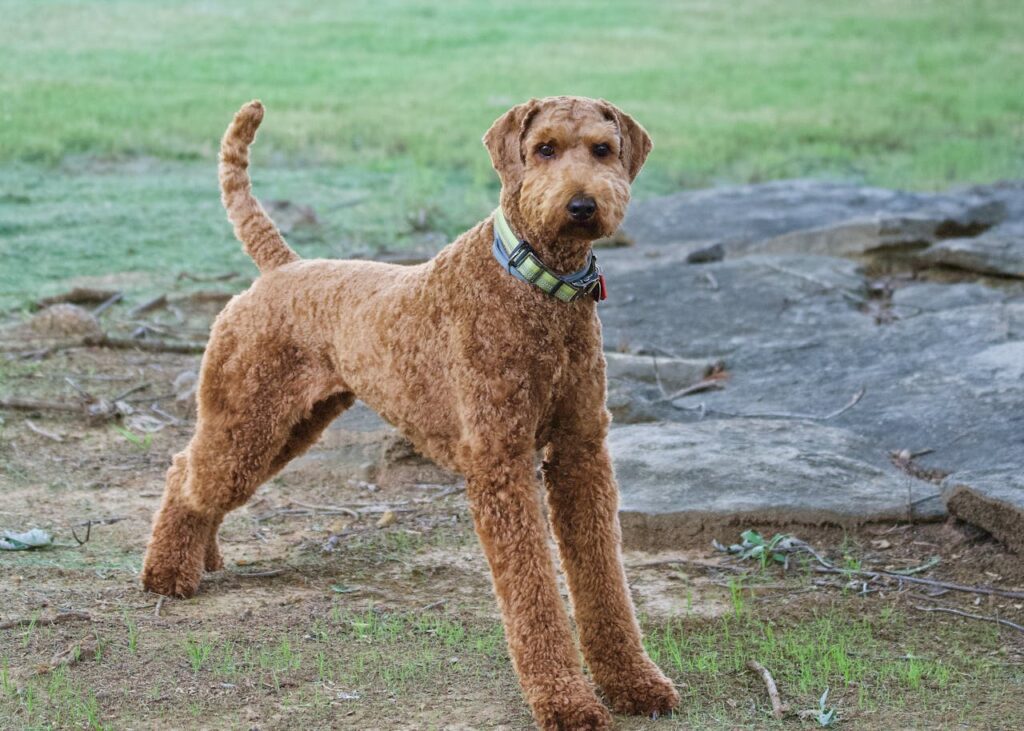 Brown Airedale Terrier standing on grass and stone outdoors