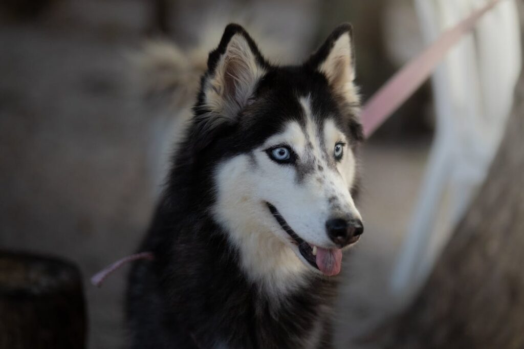 Siberian husky