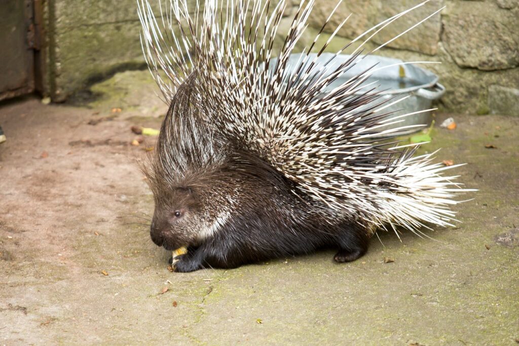 Porcupine sitting on ground near bucket