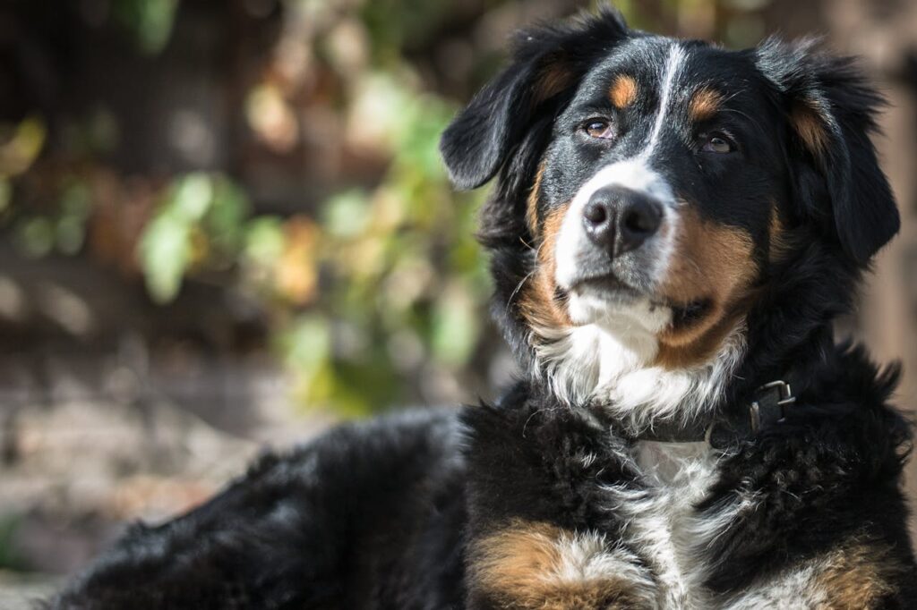 Bernese Mountain Dog resting outdoors in the sunlight.