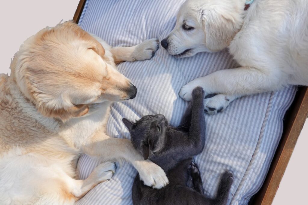Worst Pets To Get If You Have a Cat