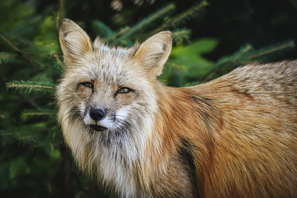 fox