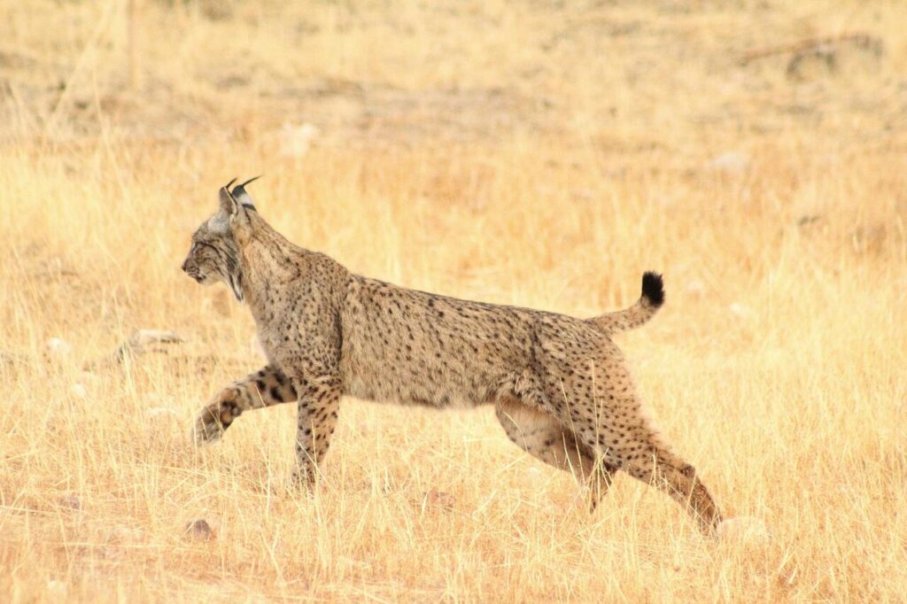 Bobcat running