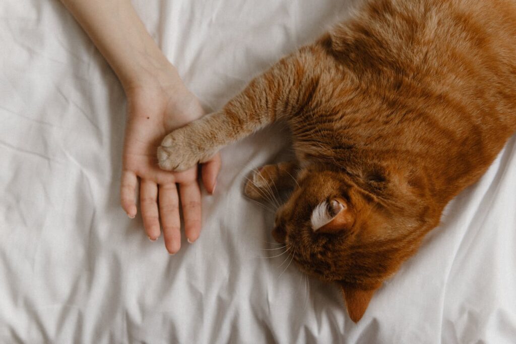 cat with owner sleeping
