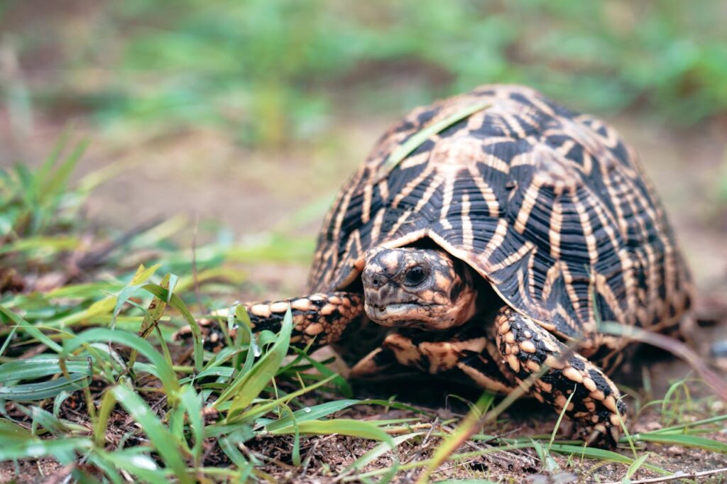Indian Star Tortoise