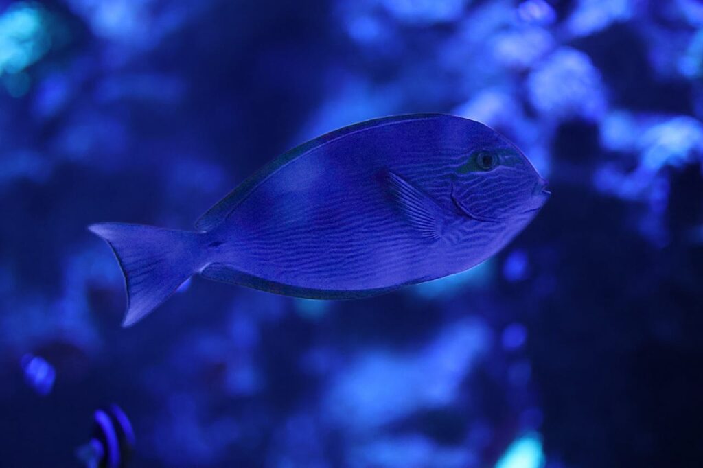 blue tang