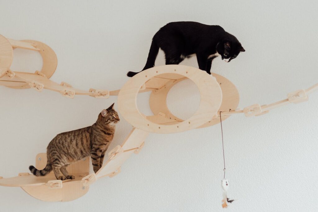 cat on playing ground